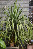 Dracaena draco RCP6-2016 (151).JPG